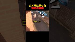 4ヶ月ぶりに家の前に現れた愛猫　#感動する話