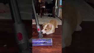 Corgi Vs Dyson