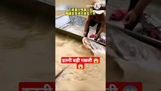 इतनी बड़ी मछली पकड़ी #sort #youtubeshorts #shorts