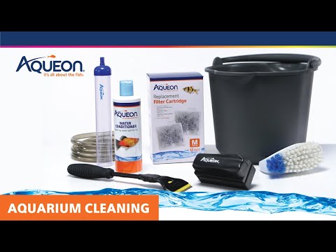 How to Keep Your Fish Tank Clean