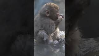 Monkey Japonês Que Vive Na Neve Quente