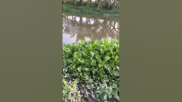 #dụngcụcâucáfishing _ Cá Thác Lác Là Thầy Gỡ Lưỡi