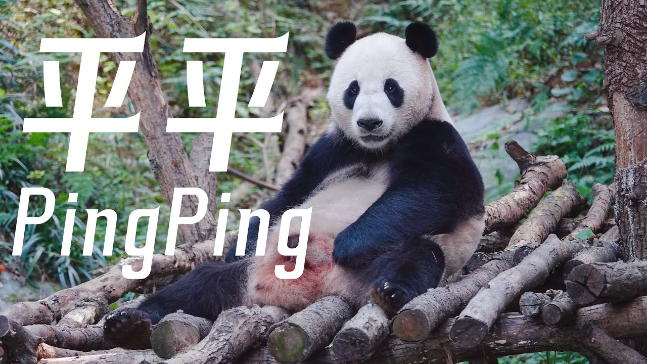 一路跑回家的大熊猫平平Panda PingPing