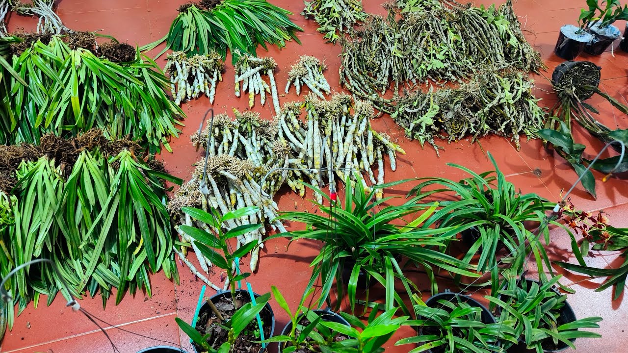 Lan rừng tối 08/3_xả lỗ hồ điệp,đen rô xuân, kèn, hài, tam bảo,chồn đỏ, kiều nụ..0392598516