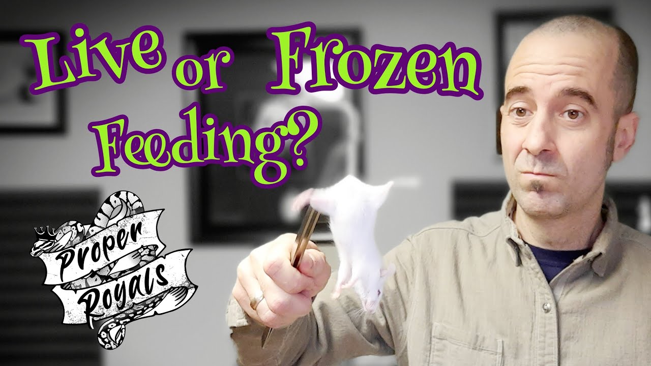 Picture of Live or Frozen Thawed Feeding for BALL PYTHONS?!? - YouTube
