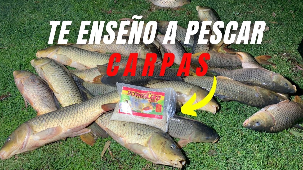 ¿Cómo pescar carpas y como preparar el cebo? TUTORIAL COMPLETO 👈🎣