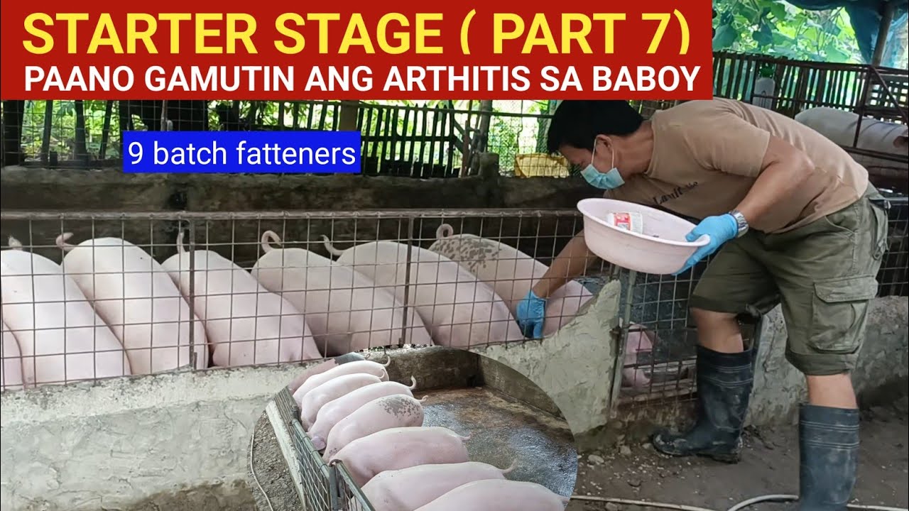 Starter stage (Part 7) Paano gamutin ang arthritis ng baboy l  9 batch fatteners l Dodong Villaran