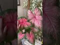 Гигантский каладиум / huge caladium