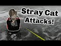 Attacked by STRAY CAT! (Early Ice Fishing)