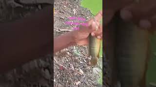 গ্রামেরপুকুরে অসাধারণ মাছ ধরার ভিডিও/viral/sort#fishing#video