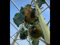 Past garden inspiring me, maybe help you too #shorts #short #shortvideo #gardening #energyhealing
