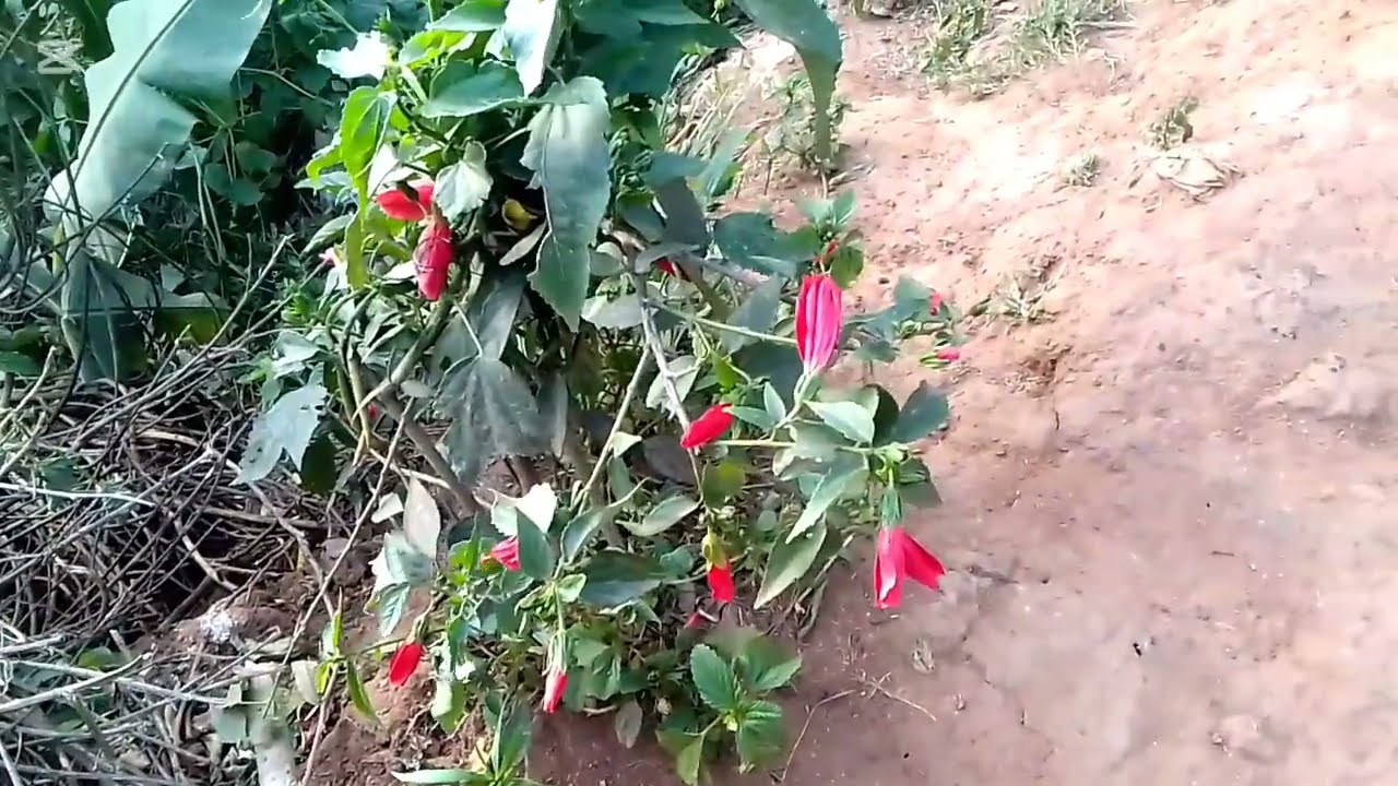 Simple and daily duties in Africa,,kenya