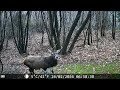 cervo maschio🦌. #fototrappolaggio #coolifepro #nature #cervo 