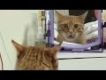 Cat reaction with mirror   funny cat reaction compilation   chris pets