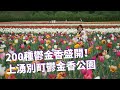 【北海道春天】上湧別町鬱金香公園，200種鬱金香盛開！