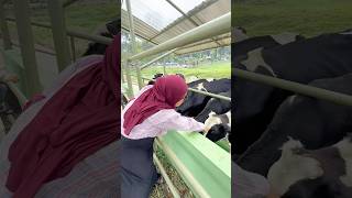 BERANIIN DIRI MEGANG SAPI