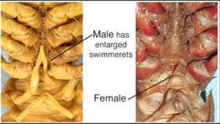 Crayfish Dissection