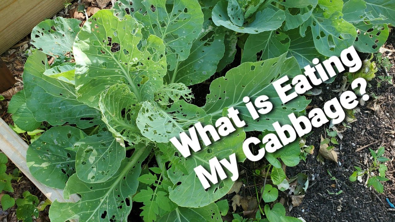 What Is Eating My Cabbage? | Urban Homestead