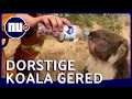 Uitgedroogde koala krijgt water te midden van bosbrand  nunl