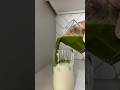 How to make MATCHA iced latte at home #shorts #shortvideo #yummy