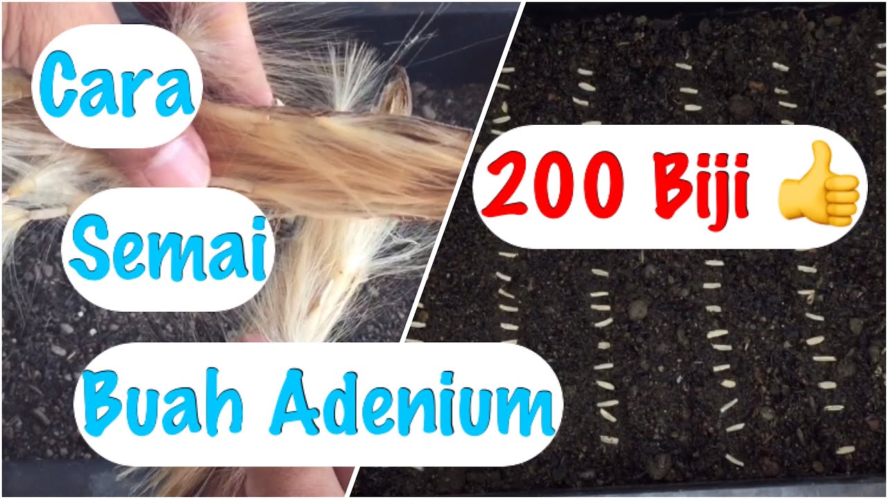 Cara Semai Adenium Dari Biji || Kamboja Jepang 