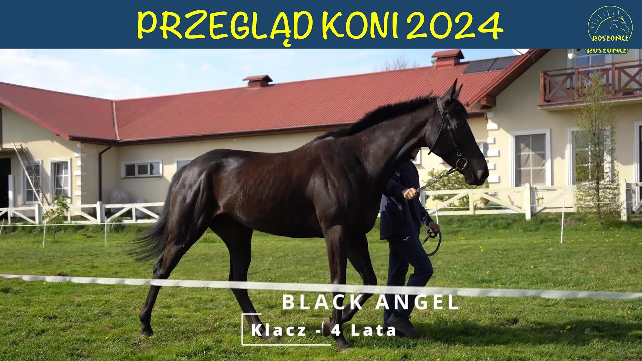 BLACK ANGEL (IRE) - Harry Angel (IRE) / Enlace (GB) PRZEGLĄD 2024 Stajnia Rosłońce