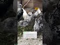 مرغ خروس گلین لری کرچ شو مرغ کرچ مرغ گلین  گلین کرچ مرغ کرچ بوقلمون جوجه