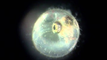 Encapsulated silica nanoparticles for precision optical bioimaging - Supplementary video A: 31310