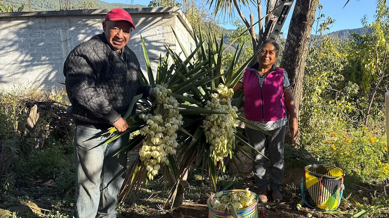 Mi esposo sube al árbol para cortar flor de izote: Otra forma de preparar esta flor