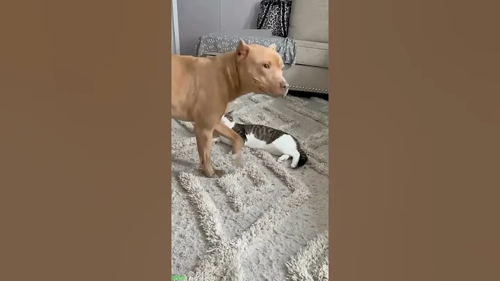Video 11224981: compilation funny cats talking, cats compilation funny baby, dog cat talking, cat fight funny, cat lovers