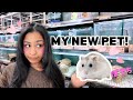 Buying a Pet Hamster in Japan!! Come To The Pet Store With Me