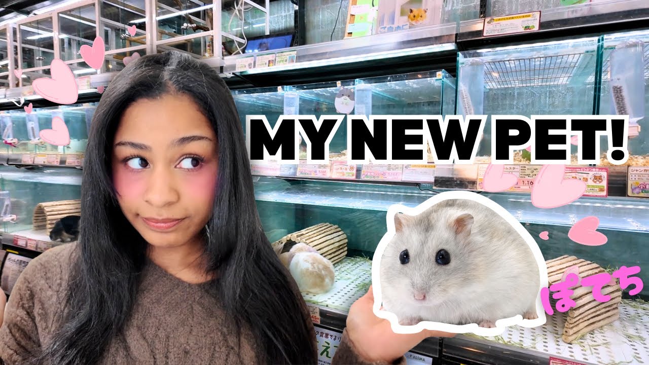 Buying a Pet Hamster in Japan!! Come To The Pet Store With Me