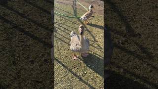 Afternoon update: I’ve never seen a harder working goose than Gary Gusey