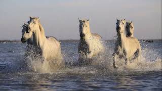 Keep On Running  Tom Jones With S