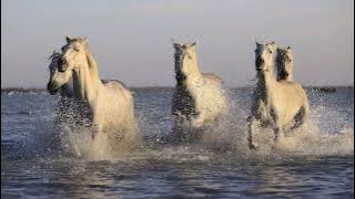 Keep on Running - Tom Jones: with Lyrics(가사번역)