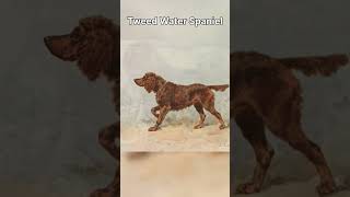 Rarest and Most Extinct Dog Breeds in the World #shorts #dog