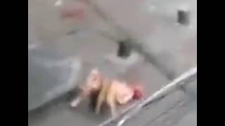 Бешеные собаки атакуют! Осторожно Бешенство!Самые опасные собаки в мире. Бешеные собаки атакуют! Осторожно Бешенство!Самые опасные собаки в мире.