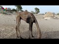 Camel itching it self  tharparkar camel  diversity of thar