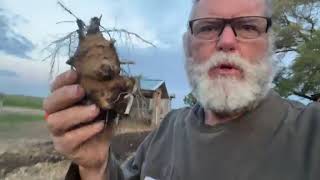 Fartichoke Fun: Jerusalem Artichokes for everyone! @bakersgreenacres