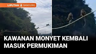 Download Lagu Gerombolan Monyet Masuk Permukiman, Diduga Kelaparan karena Habitat Terganggu | Liputan 6 Bandung MP3
