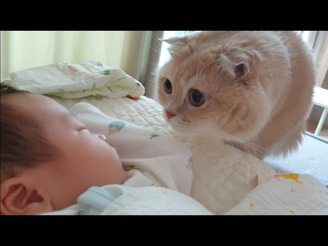 아기와 고양이의 사랑스러운 첫만남