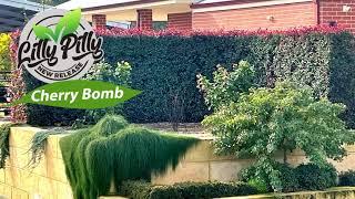 New Generation Lilly Pilly Cherry Bomb