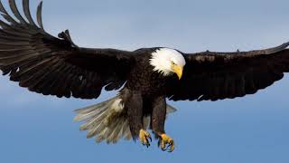 EAGLE SOUND EFFECT