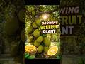 grow jackfruit plant in your garden very easily #plants #jackfruit #nature #gardening #gardenfresh