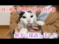 【後編】引越しを理由に捨てた飼い主をずっと待ち続ける猫を保護【We rescued a cat】