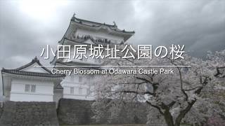 Odawara Castle Park Has An Enchanting View Sakura