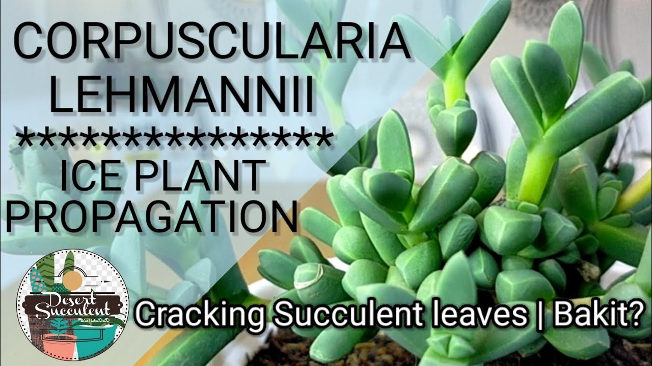 65 100 Ice Plant Succulent Corpuscularia Lehmannii Why Succulent Leaves Crack Youtube