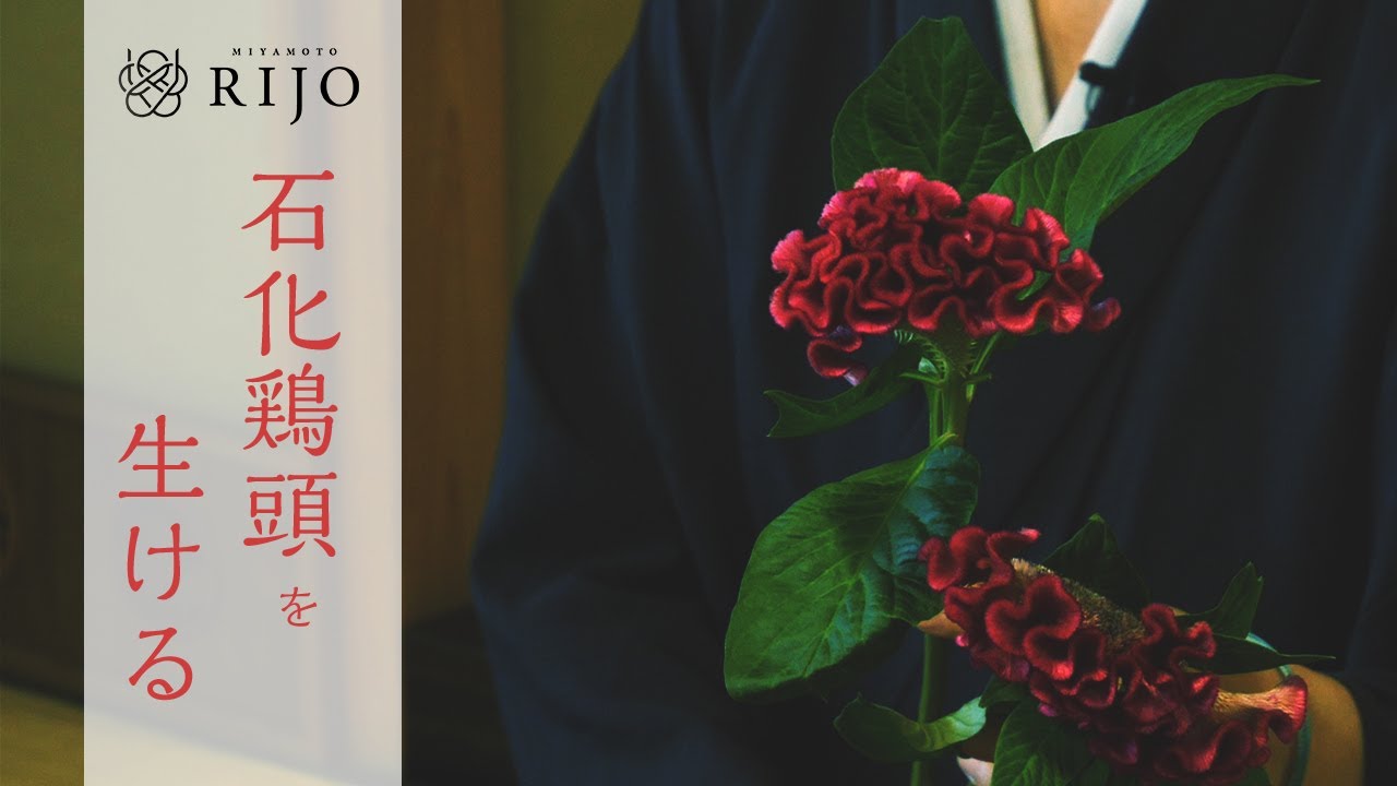 セッカケイトウの生け花をご紹介します！【Ikebana】華道家 宮本理城の生け花レッスン