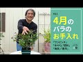 #21 4月のバラのお手入れ【バラの育て方:4月】