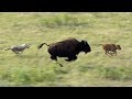 Wolves Hunt Buffalo and Calf | BBC Earth